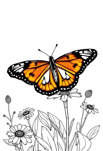 butterfly coloring pages​