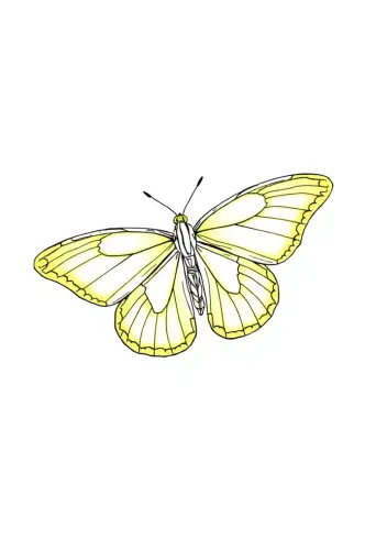 butterfly coloring pages​