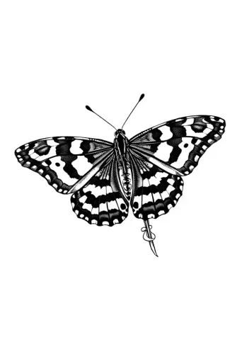 butterfly coloring pages​