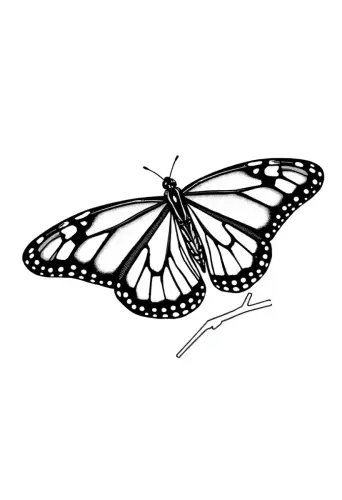 butterfly coloring pages​