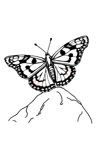 butterfly coloring pages​