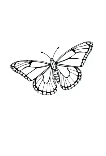 butterfly coloring pages​