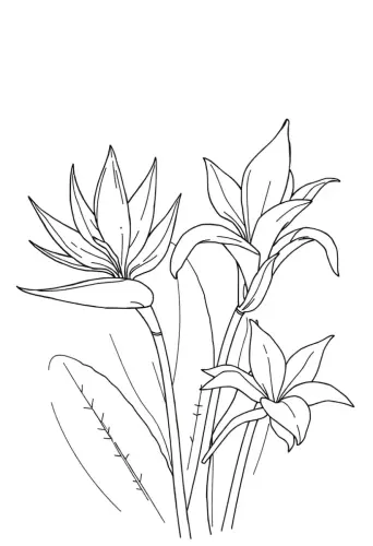 flower coloring pages