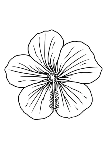 flower coloring pages