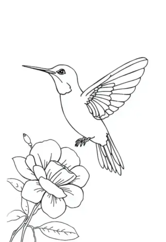 bird coloring pages