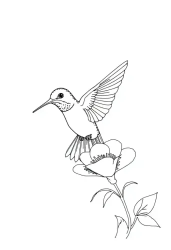 bird coloring pages